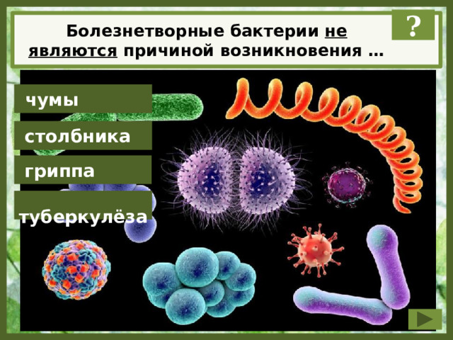 ? Болезнетворные бактерии не являются причиной возникновения …  чумы  столбника  гриппа  туберкулёза 