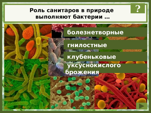 ? Роль санитаров в природе выполняют бактерии …  болезнетворные  гнилостные  клубеньковые  уксуснокислого брожения 