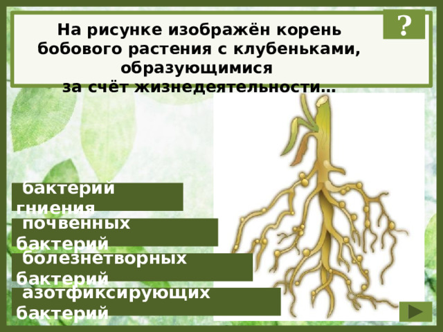 ? На рисунке изображён корень бобового растения с клубеньками, образующимися за счёт жизнедеятельности…  бактерий гниения  почвенных бактерий  болезнетворных бактерий  азотфиксирующих бактерий 