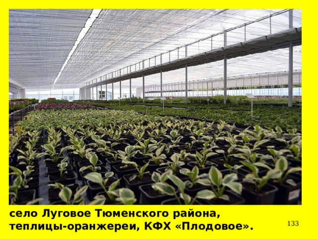 село Луговое Тюменского района, теплицы-оранжереи, КФХ «Плодовое».  