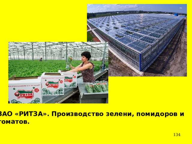 ЗАО «РИТЗА». Производство зелени, помидоров и  томатов.    