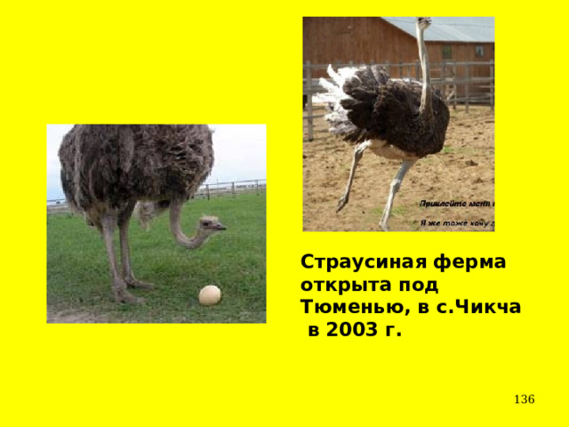 Страусиная ферма открыта под Тюменью, в с.Чикча  в 2003 г.  