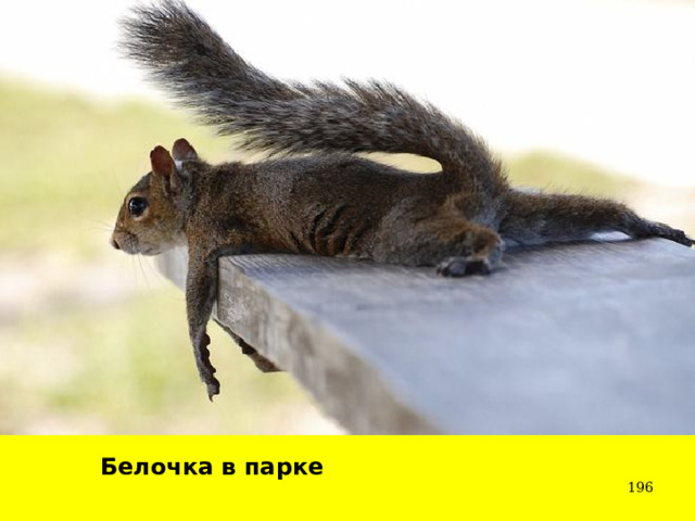 Белочка в парке  