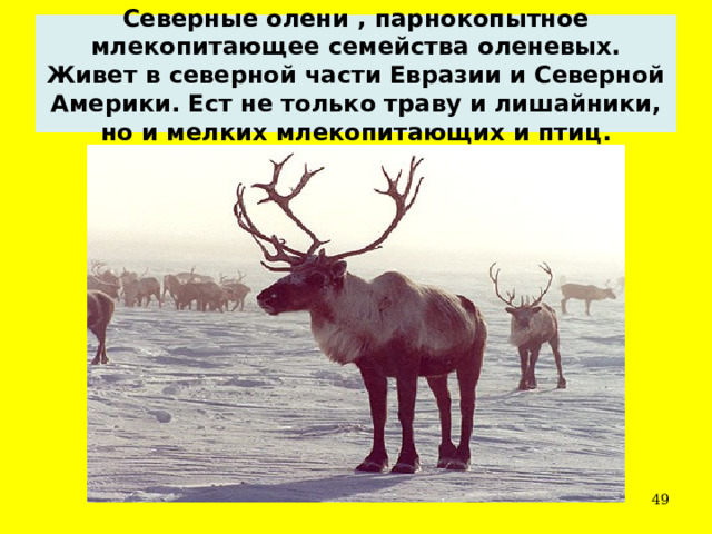 Северные олени , парнокопытное млекопитающее семейства оленевых. Живет в северной части Евразии и Северной Америки. Ест не только траву и лишайники, но и мелких млекопитающих и птиц.  