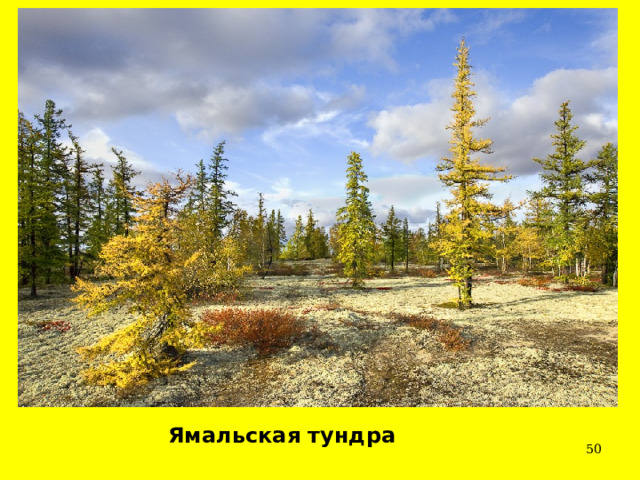 Ямальская тундра  