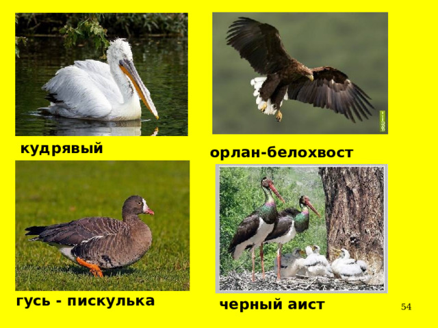 кудрявый пеликан орлан-белохвост гусь - пискулька черный аист  