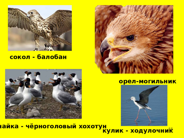 сокол - балобан орел-могильник чайка - чёрноголовый хохотун кулик - ходулочник  