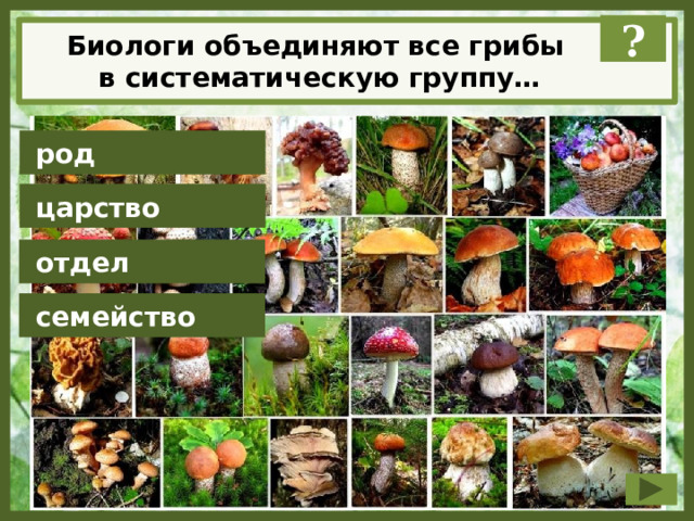 Биологи объединяют все грибы в систематическую группу