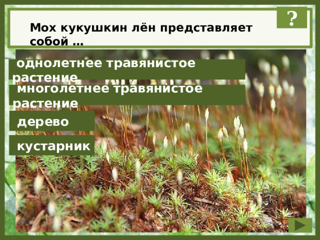 ? Мох кукушкин лён представляет собой …  однолетнее травянистое растение  многолетнее травянистое растение  дерево  кустарник 