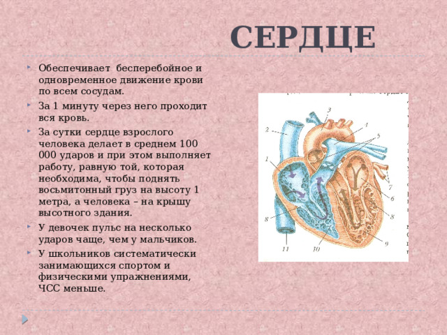  СЕРДЦЕ Обеспечивает бесперебойное и одновременное движение крови по всем сосудам. За 1 минуту через него проходит вся кровь. За сутки сердце взрослого человека делает в среднем 100 000 ударов и при этом выполняет работу, равную той, которая необходима, чтобы поднять восьмитонный груз на высоту 1 метра, а человека – на крышу высотного здания. У девочек пульс на несколько ударов чаще, чем у мальчиков. У школьников систематически занимающихся спортом и физическими упражнениями, ЧСС меньше. 