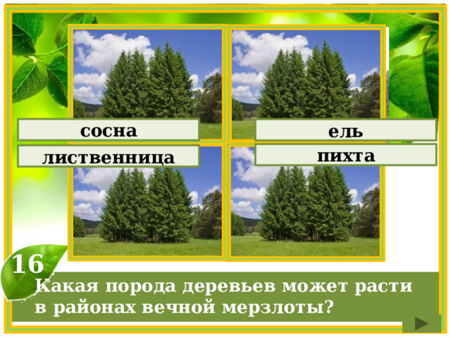 сосна ель пихта лиственница 16 Какая порода деревьев может расти в районах вечной мерзлоты? 
