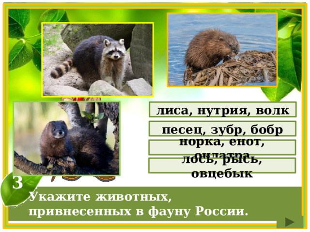лиса, нутрия, волк песец, зубр, бобр норка, енот, ондатра лось, рысь, овцебык 3 Укажите животных, привнесенных в фауну России. 