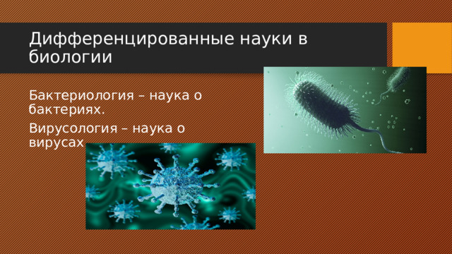 Дифференцированные науки в биологии Бактериология – наука о бактериях. Вирусология – наука о вирусах. 