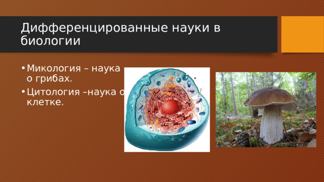 Дифференцированные науки в биологии Микология – наука о грибах. Цитология –наука о клетке. 