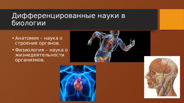 Дифференцированные науки в биологии Анатомия – наука о строение органов. Физиология – наука о жизнедеятельности организмов. 