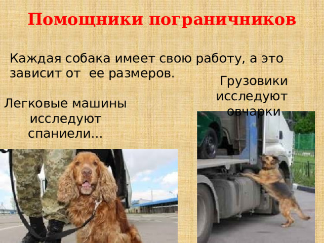 Помощники пограничников Каждая собака имеет свою работу, а это зависит от ее размеров. Грузовики исследуют овчарки Легковые машины исследуют спаниели... 