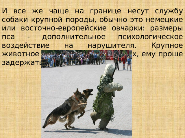 И все же чаще на границе несут службу собаки крупной породы, обычно это немецкие или восточно-европейские овчарки: размеры пса - дополнительное психологическое воздействие на нарушителя. Крупное животное не только вселяет страх, ему проще задержать человека. 