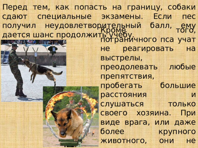 Перед тем, как попасть на границу, собаки сдают специальные экзамены. Если пес получил неудовлетворительный балл, ему дается шанс продолжить учебу. Кроме того, пограничного пса учат не реагировать на выстрелы, преодолевать любые препятствия, пробегать большие расстояния и слушаться только своего хозяина. При виде врага, или даже более крупного животного, они не теряют самообладания. 