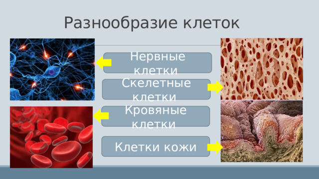 Разнообразие клеток Нервные клетки Скелетные клетки Кровяные клетки Клетки кожи 