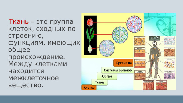 Ткань – это группа клеток, сходных по строению, функциям, имеющих общее происхождение. Между клетками находится межклеточное вещество. 