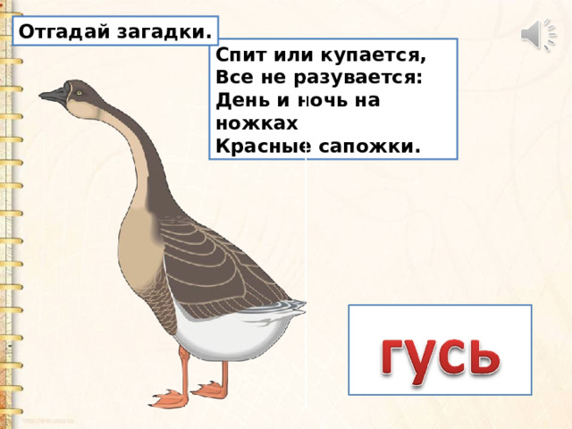 Отгадай загадки. Спит или купается,  Все не разувается:  День и ночь на ножках  Красные сапожки. 
