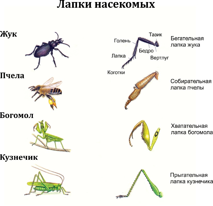 Строение богомола схема