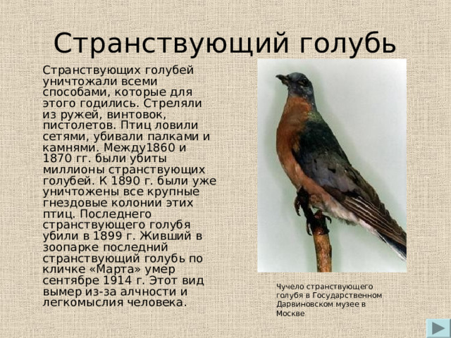 Странствующий голубь презентация