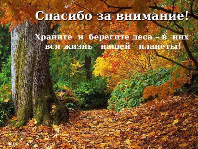 Спасибо за внимание! Храните и берегите леса – в них вся жизнь нашей планеты!  