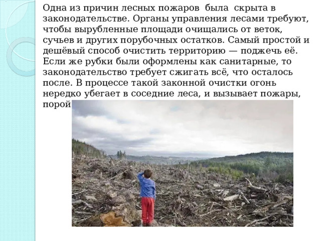 Одна из причин лесных пожаров была скрыта в законодательстве. Органы управления лесами требуют, чтобы вырубленные площади очищались от веток, сучьев и других порубочных остатков. Самый простой и дешёвый способ очистить территорию — поджечь её. Если же рубки были оформлены как санитарные, то законодательство требует сжигать всё, что осталось после. В процессе такой законной очистки огонь нередко убегает в соседние леса, и вызывает пожары, порой — катастрофические. 
