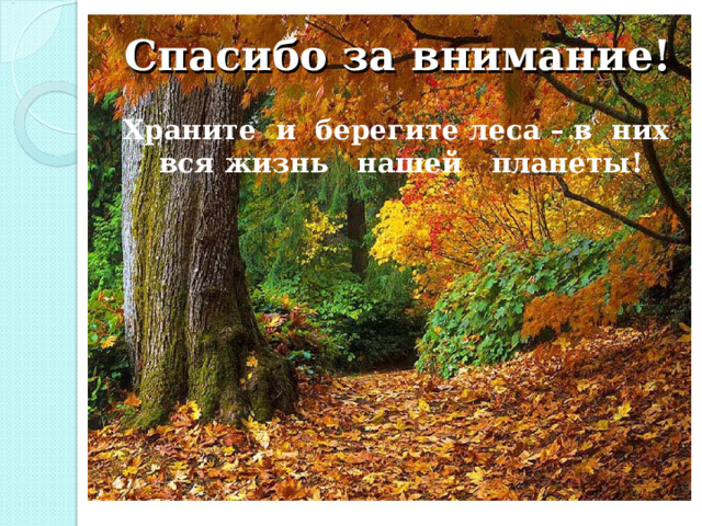 Спасибо за внимание! Храните и берегите леса – в них вся жизнь нашей планеты!  