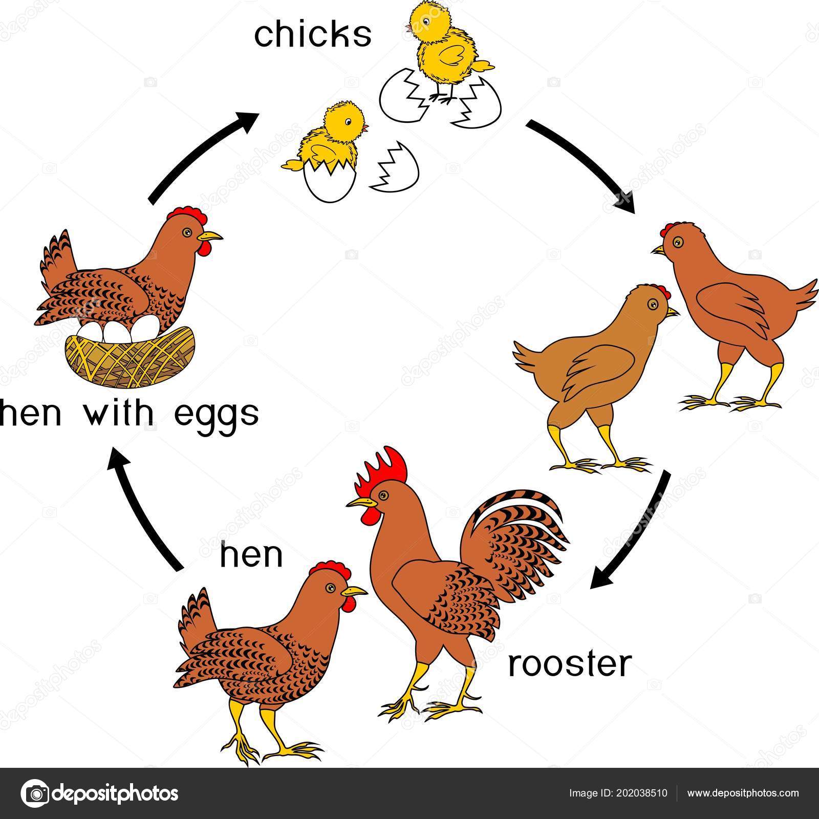 Стадии роста курицы