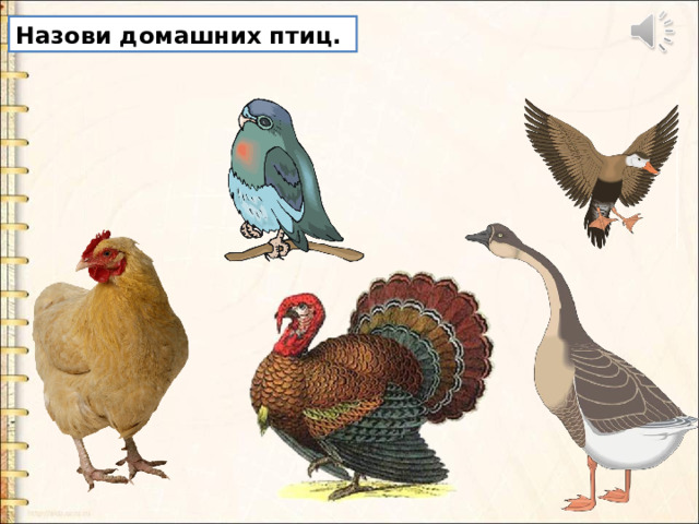 Назови домашних птиц. 