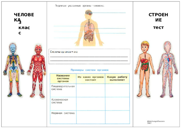 Тест строение человека 2 класс окружающий мир