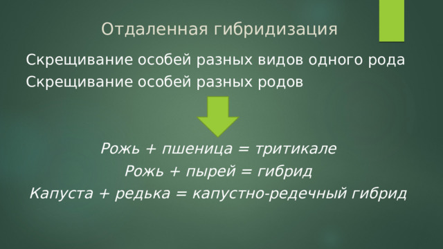 Отдаленная гибридизация Скрещивание особей разных видов одного рода Скрещивание особей разных родов Рожь + пшеница = тритикале Рожь + пырей = гибрид Капуста + редька = капустно-редечный гибрид 