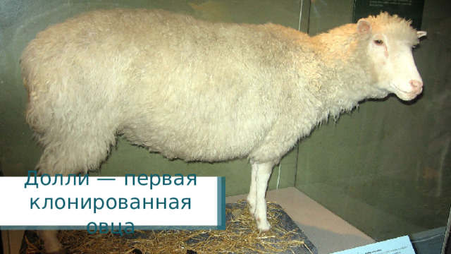 Долли — первая клонированная овца 