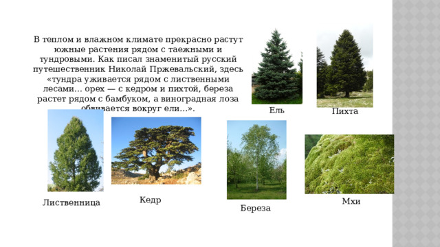 В теплом и влажном климате прекрасно растут южные растения рядом с таежными и тундровыми. Как писал знаменитый русский путешественник Николай Пржевальский, здесь «тундра уживается рядом с лиственными лесами... орех — с кедром и пихтой, береза растет рядом с бамбуком, а виноградная лоза обвивается вокруг ели...». Ель Пихта Кедр Мхи Лиственница Береза 