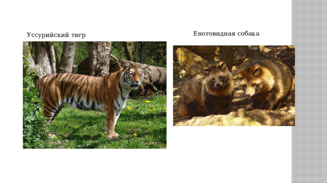 Уссурийская тайга почвы. Уссурийский тигр. Тигр в тайге. Тигр Уссурийск Тайга. Медведь в Уссурийской тайге.