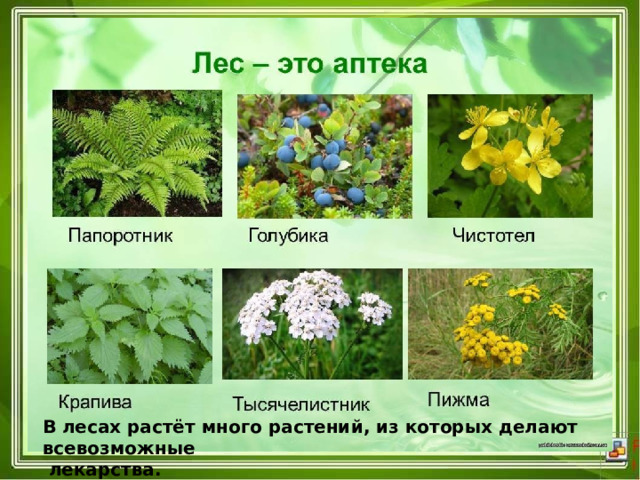 В лесах растёт много растений, из которых делают всевозможные  лекарства. 