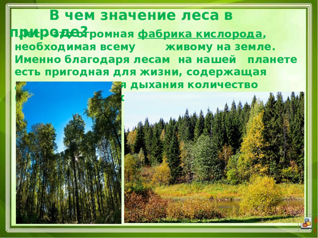  В чем значение леса в природе?    Лес – это огромная  фабрика кислорода , необходимая всему живому на земле. Именно благодаря лесам  на нашей планете есть пригодная для жизни, содержащая достаточное для дыхания количество кислорода атмосфера. 