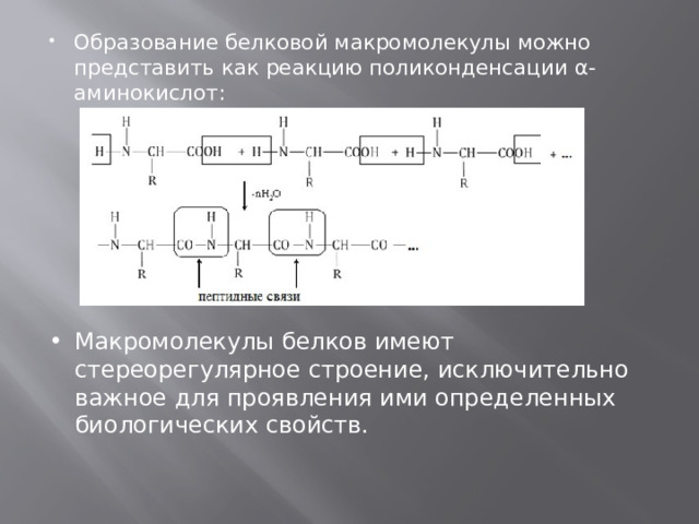 Образование белковой макромолекулы можно представить как реакцию поликонденсации α-аминокислот: Макромолекулы белков имеют стереорегулярное строение, исключительно важное для проявления ими определенных биологических свойств. 