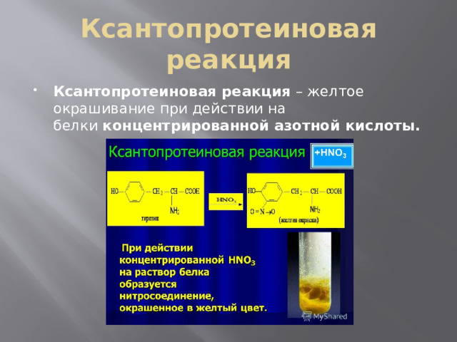 Ген желтой окраски