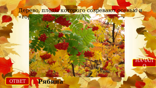 Дерево, плоды которого созревают осенью и «горят огнём». НАЧАЛО ОТВЕТ Рябина  