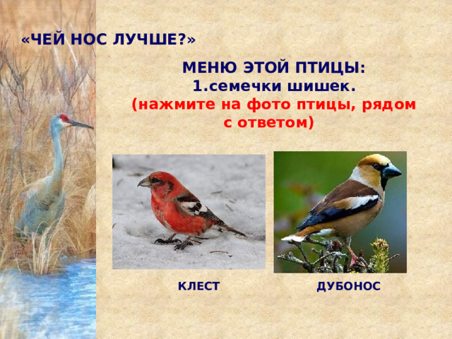 «ЧЕЙ НОС ЛУЧШЕ?» МЕНЮ ЭТОЙ ПТИЦЫ: семечки шишек. (нажмите на фото птицы, рядом с ответом)        КЛЕСТ  ДУБОНОС 