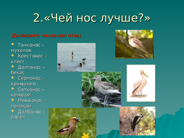 2.«Чей нос лучше?» Допишите названия птиц.  Тонконос – мухолов Крестонос – клест Долгонос – бекас Серпонос – кроншнеп Сетконос – козодой Мешконос – пеликан Долбонос – дятел 