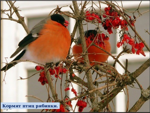 Небо серое с утра, Спят деревья и кусты, Падают снежинки, Кормят птиц рябинки. 