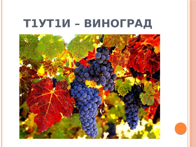 Т1ут1и – виноград 