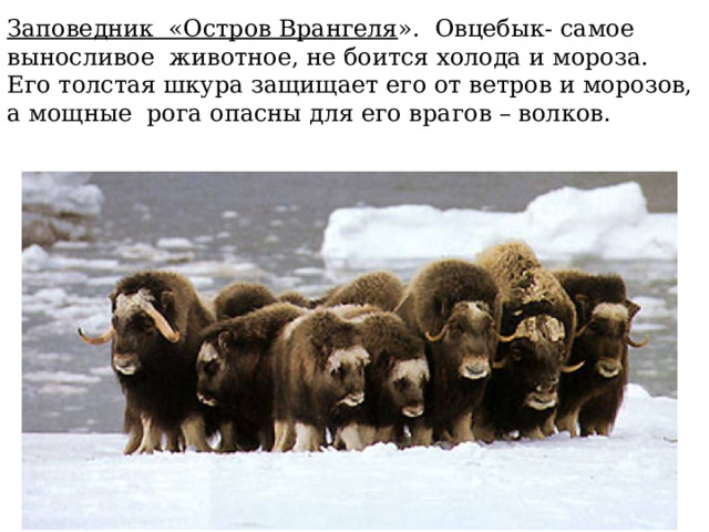 Заповедник «Остров Врангеля ». Овцебык- самое выносливое животное, не боится холода и мороза. Его толстая шкура защищает его от ветров и морозов, а мощные рога опасны для его врагов – волков. 