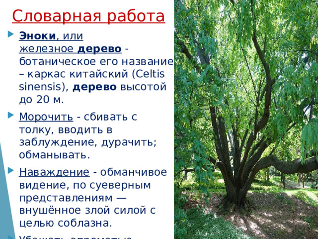 Словарная работа Эноки , или железное  дерево  - ботаническое его название – каркас китайский (Celtis sinensis),  дерево  высотой до 20 м. Морочить - сбивать с толку, вводить в заблуждение, дурачить; обманывать. Наваждение - обманчивое видение, по суеверным представлениям — внушённое злой силой с целью соблазна.  Убежать опрометью – значит стремительно, очень быстро, поспешно. 