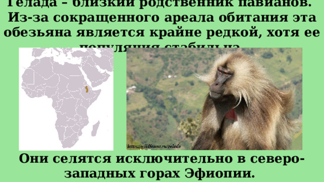 Гелада – близкий родственник павианов.  Из-за сокращенного ареала обитания эта обезьяна является крайне редкой, хотя ее популяция стабильна. Они селятся исключительно в северо-западных горах Эфиопии.  
