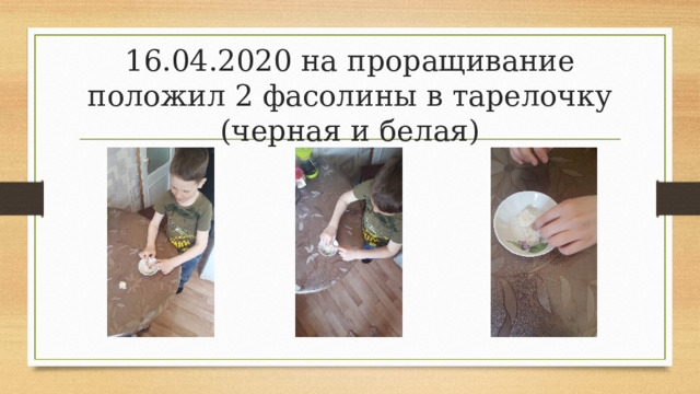 16.04.2020 на проращивание положил 2 фасолины в тарелочку (черная и белая) 